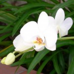 orchid (12)