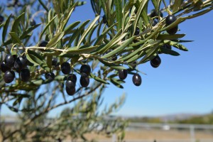 olive 1
