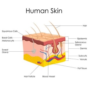 skin structure - pores